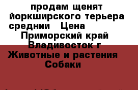 продам щенят йоркширского терьера среднии › Цена ­ 15 000 - Приморский край, Владивосток г. Животные и растения » Собаки   